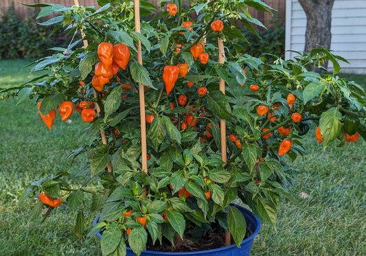 Habanero Orange Potted Plant