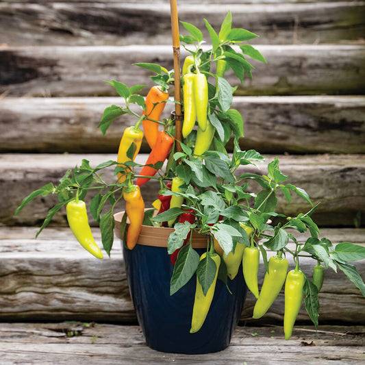 Hungarian Hot Wax Potted Plant