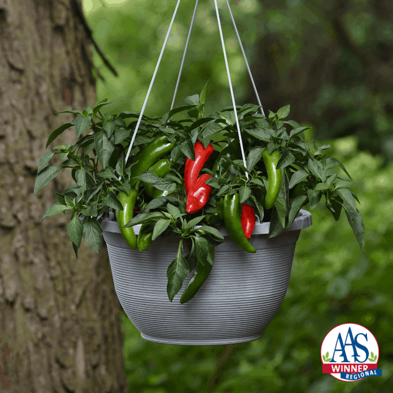 Jalapeno Hot Chili Potted Plant
