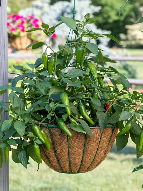 Jalapeno Organic Potted Plant
