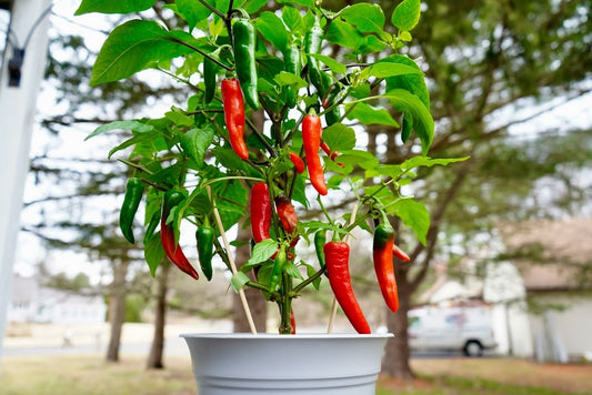 Long Red Cayenne Hot Chili Potted Plant