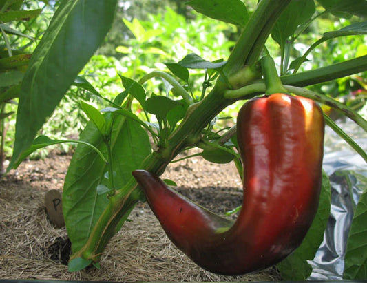 Marconi Rosso Potted Plant