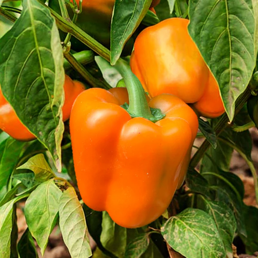 Orange Sun Bell Potted Plant