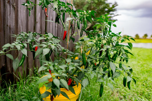 Hot Serrano Potted Plant
