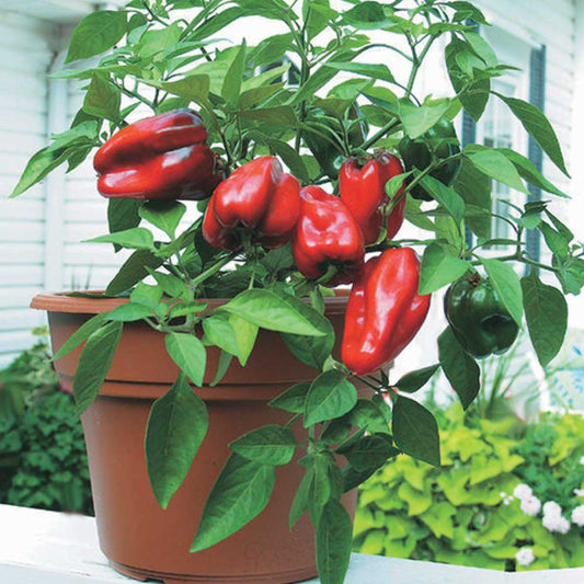 Summer Red Hybrid Bell Pepper Potted Plant
