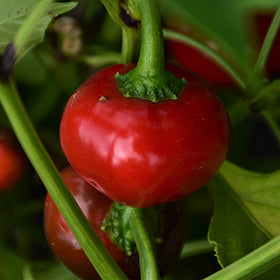 Sweet Pimento Potted Plant