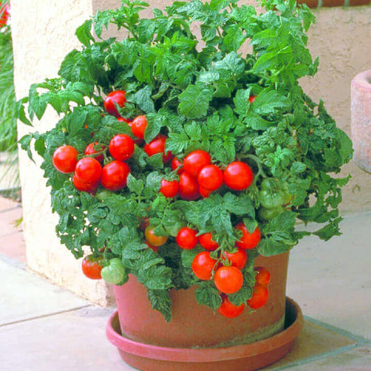 Patio Hybrid Tomato Plant