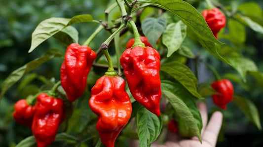 Red Trinidad Moruga Scorpion Potted Plant